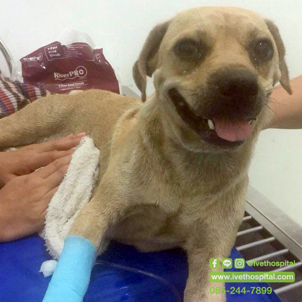 Chứng co rút cơ với chó mẹ sau sinh  Chứng co rút cơ với chó mẹ sau sinh